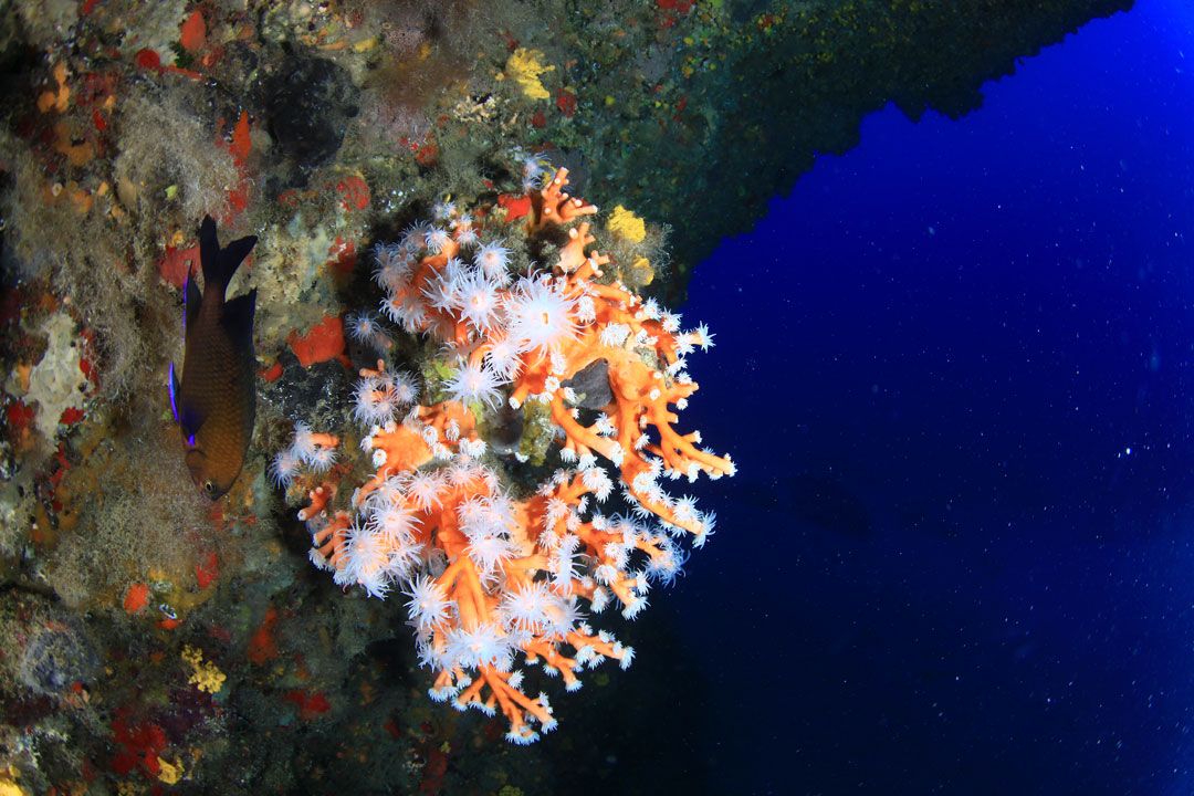 Advanced adventure course scuba diving lanzarote 01