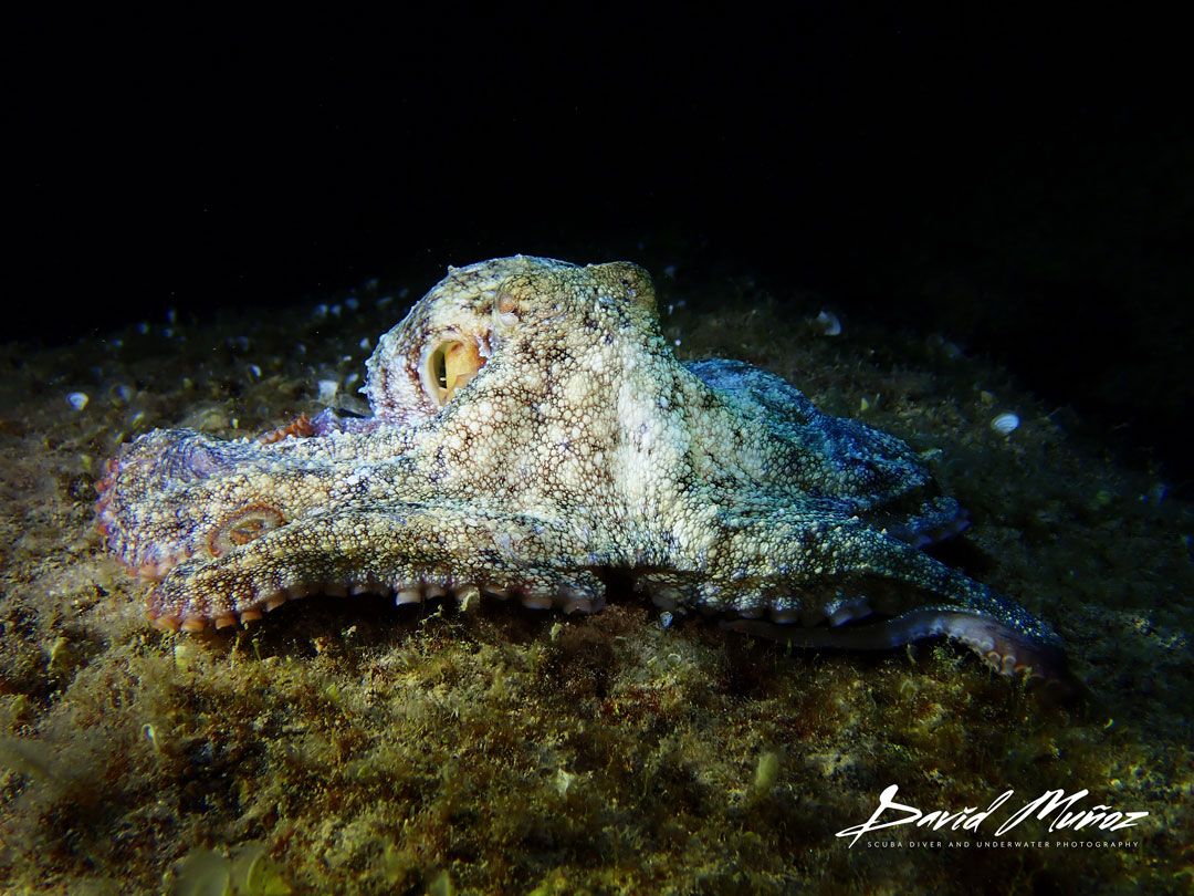 Dive point Atlantis Fuerteventura with Rubicon Diving octopus 3ff5067b27