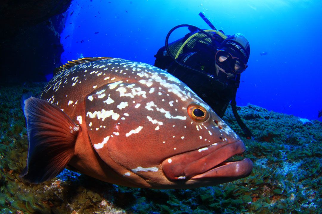 Dive site Pechiguera Lanzarote rubicon diving center a diver and fish