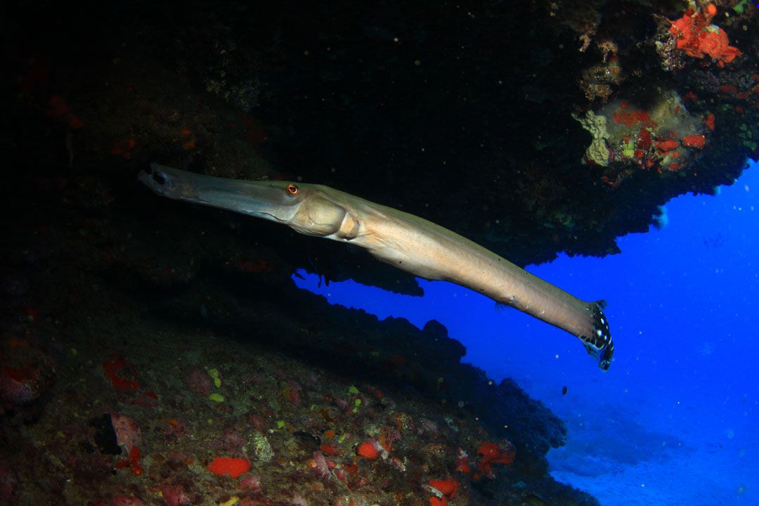 Dive site Pechiguera Lanzarote rubicon diving center a fish 2 dd39c3c890