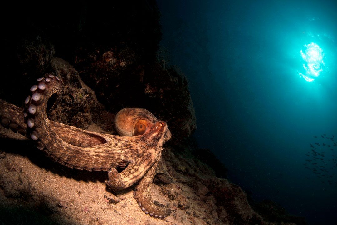 Dive site blue hole lanzarote rubicon diving octopus 6dc4f3c204
