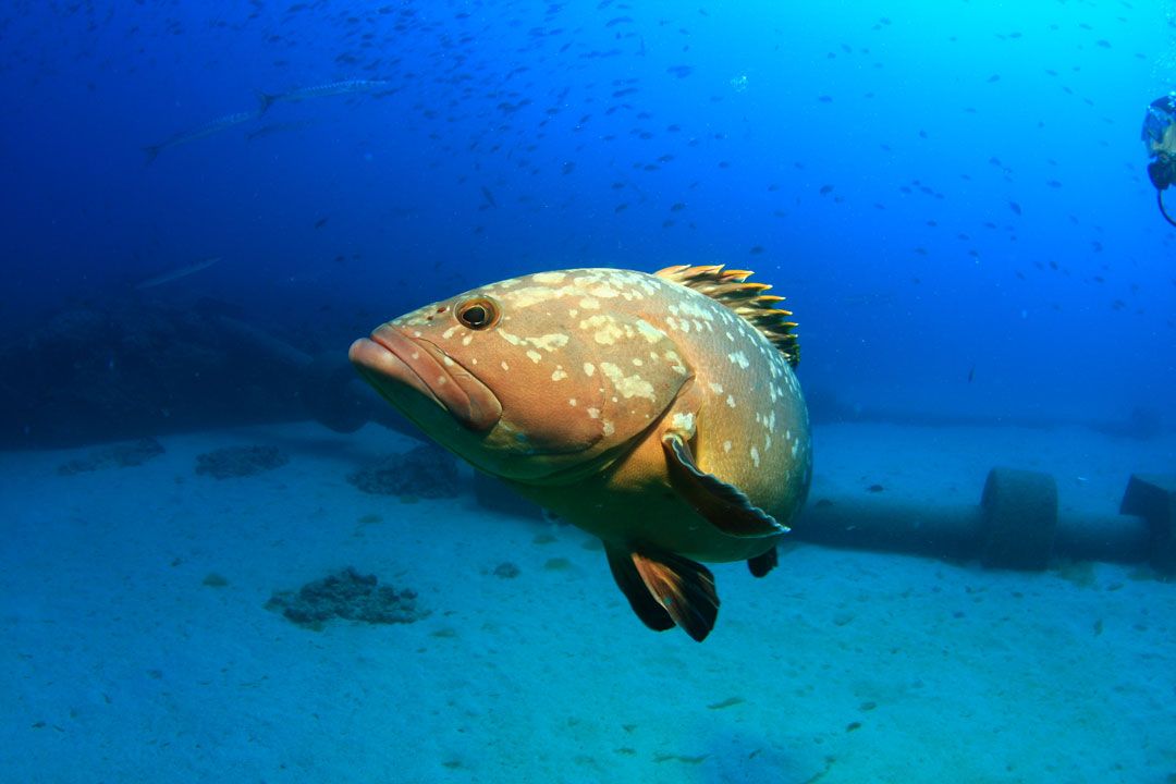 Dive site emisario Lanzarote rubicon diving a mero fish 9c27688940