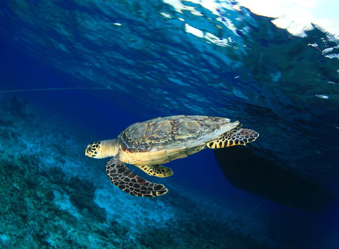Dive site emisario Lanzarote rubicon diving a turtle