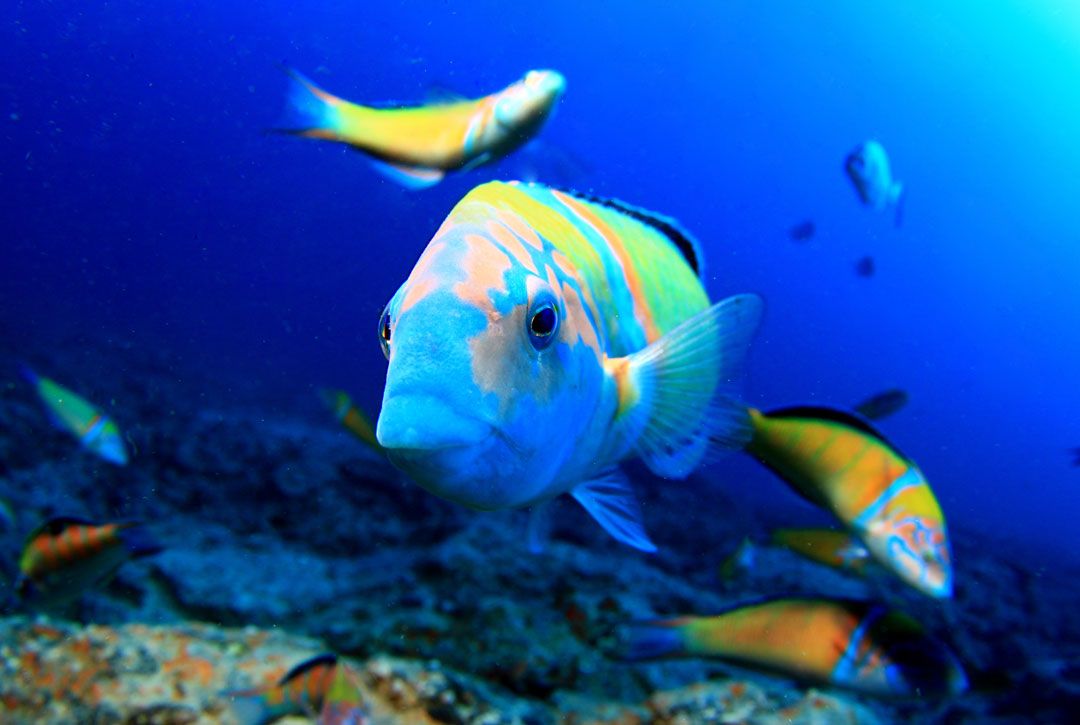 Dive site flamingo lanzarote rubicon diving a colored fish