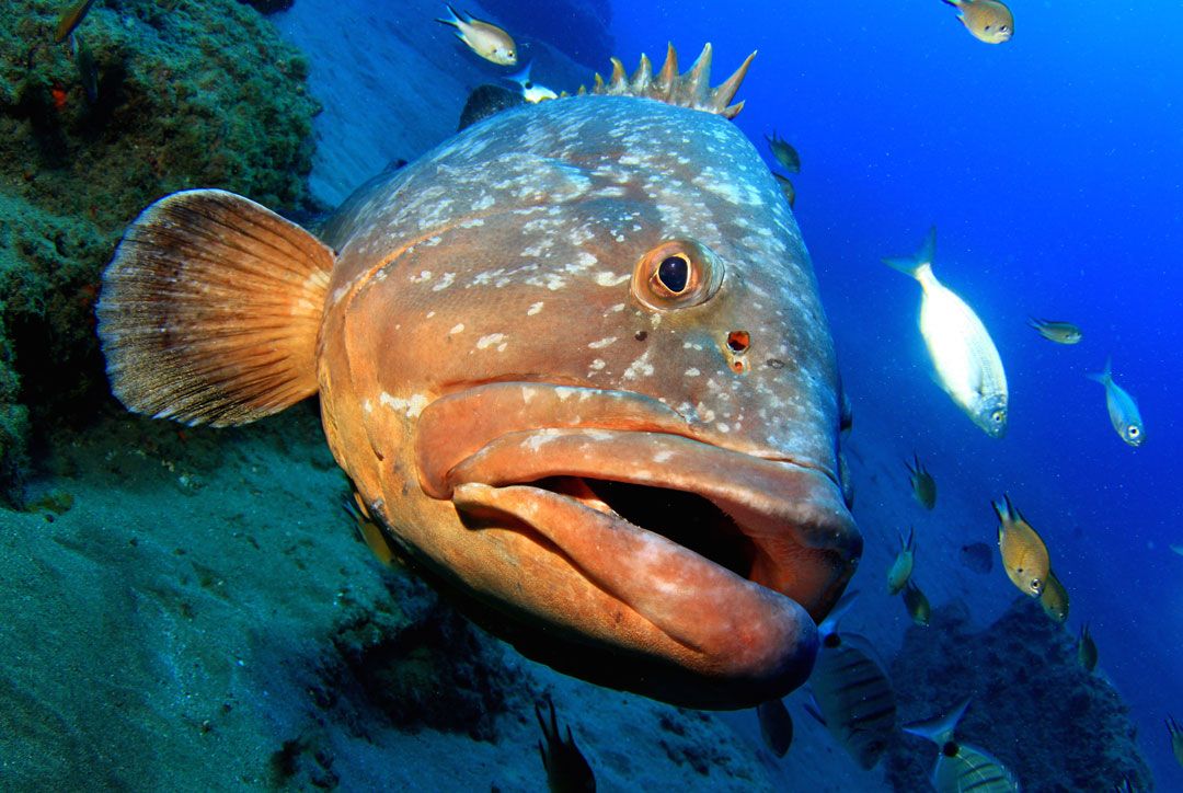 Dive site la catedral lanzarote rubicon diving a fish