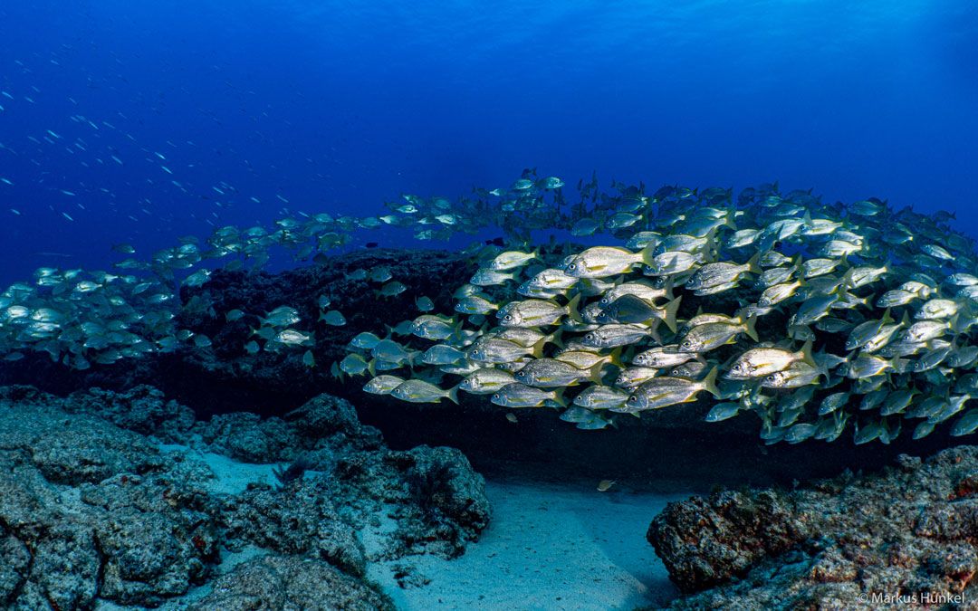 Dive sites las Lenguas Lanzarote Rubicon Diving fishes