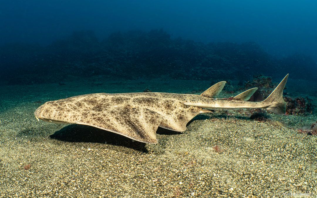 Lanzarote Dive site Punta Gines with rubicon diving center a angel shark