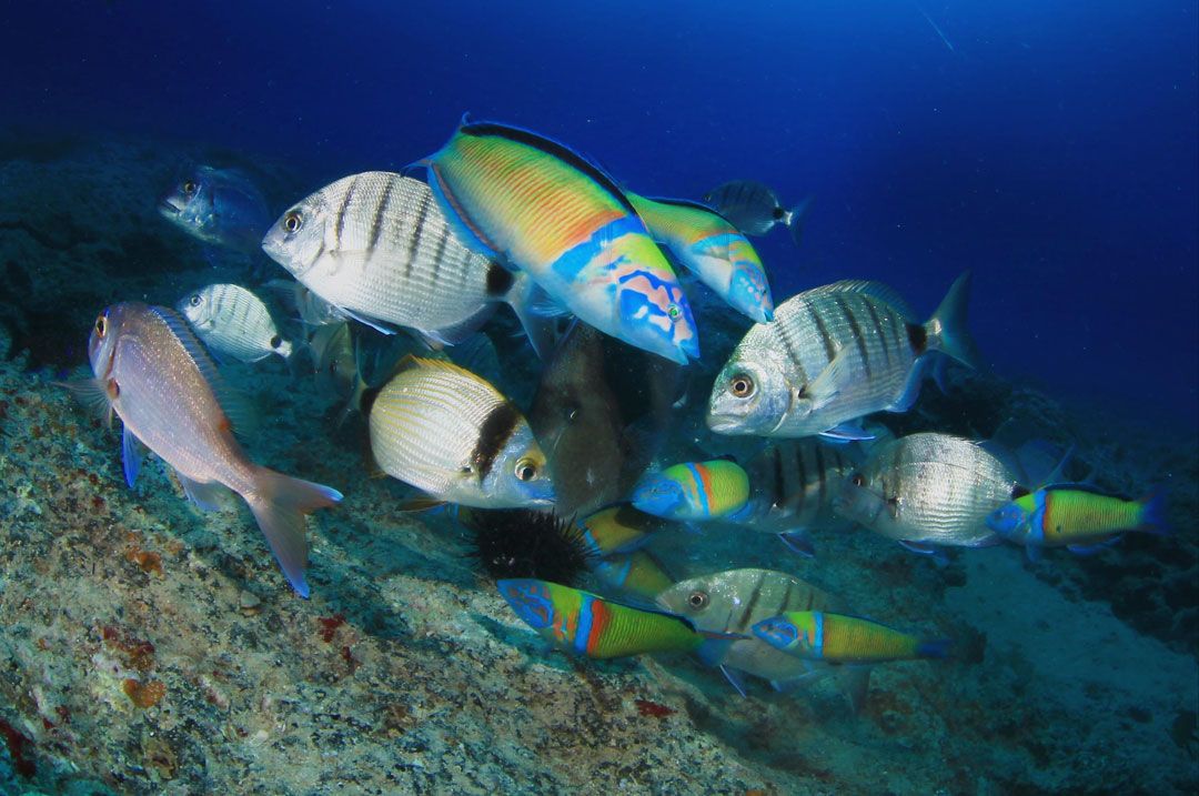 Lanzarote Dive site Punta Gines with rubicon diving center a fishes e5c6e0a919