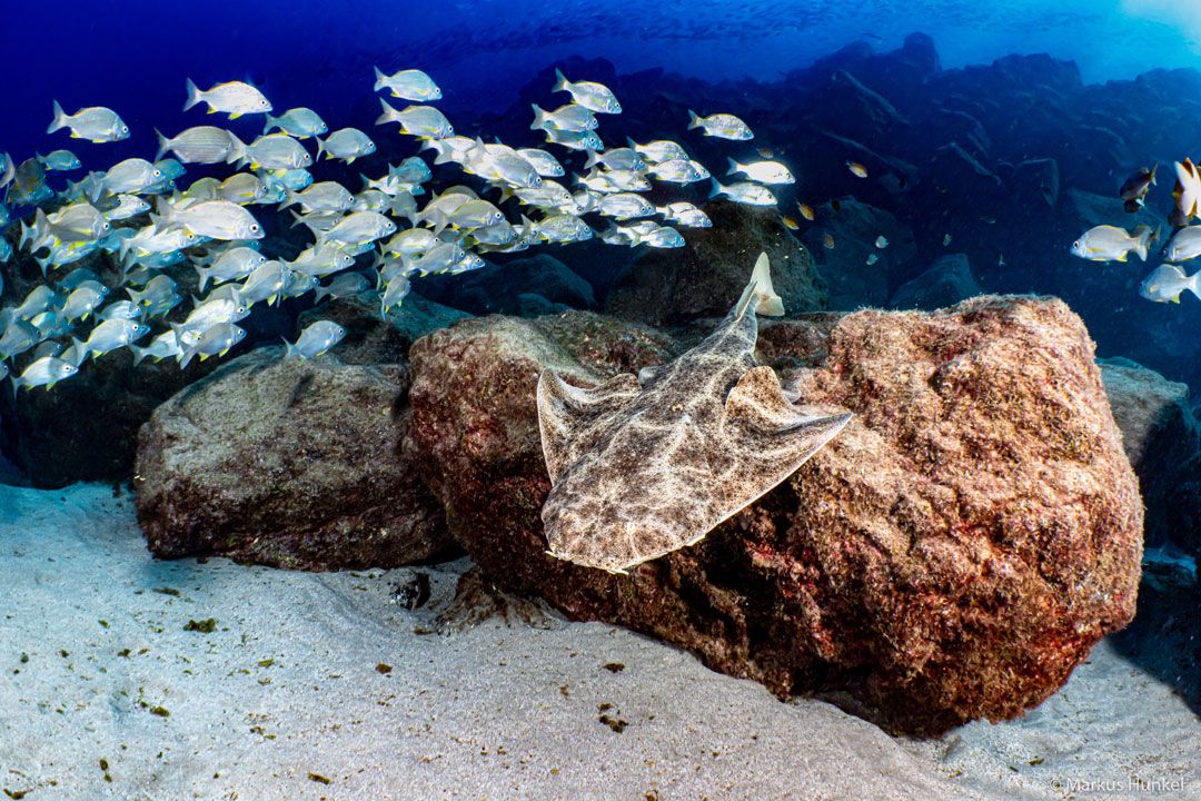 Lanzarote Dive site shark point with rubicon diving center a angel shark and fishes