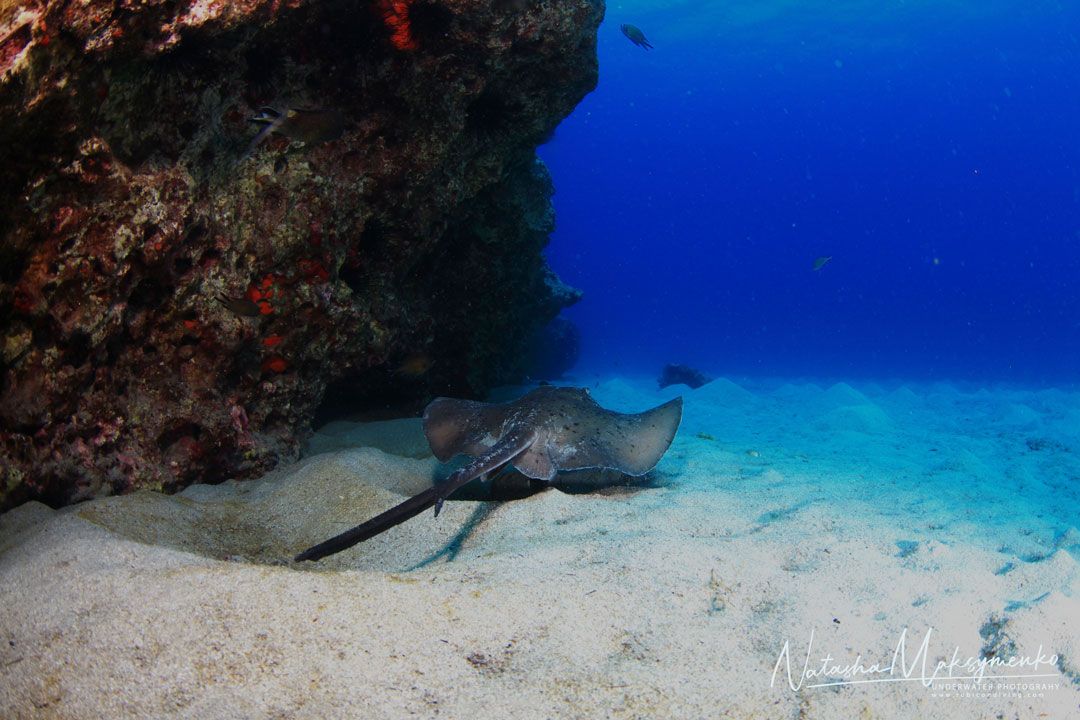 Lanzarote Dive site timanfaya with rubicon diving center a stingray