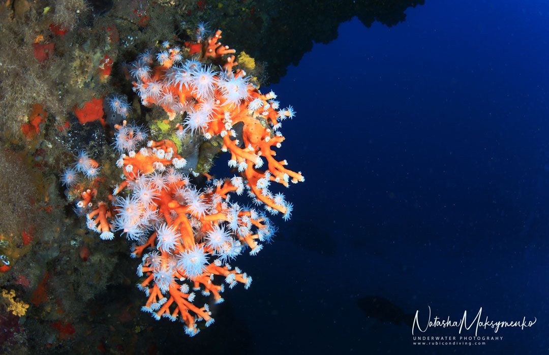 Lanzarote Dive site waikiki with rubicon diving center 4440ea5e96