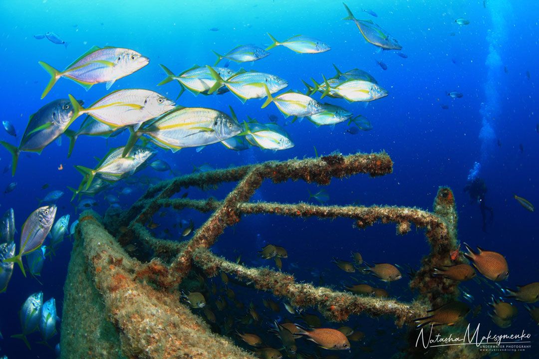 Lanzarote dive site pecios quiquere rubicon diving center fishes