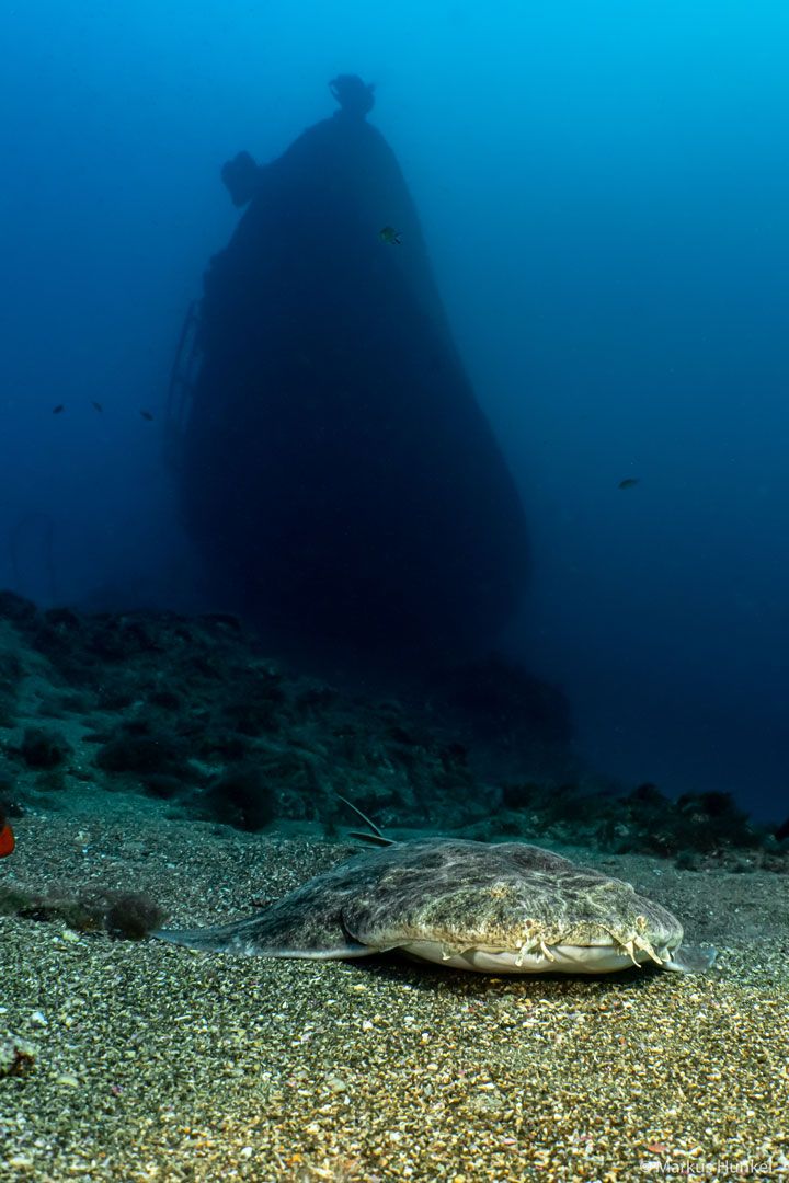 Lanzarote dive site puerto del carmen rubicon diving center a angel shark 3d2220bfaa