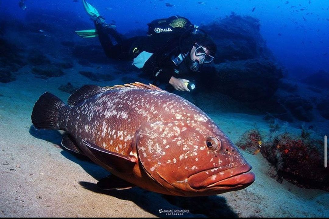 Scuba Diver course in Lanzartore Rubicon Diving fish