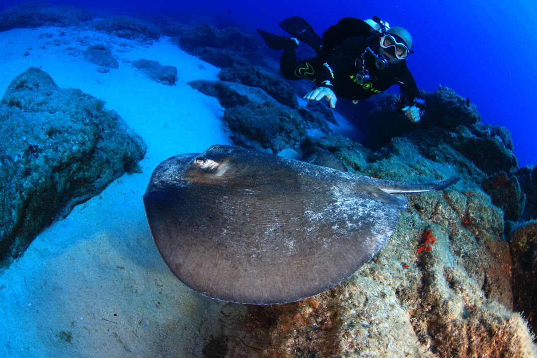 dive site cuesta del faro lanzarote rubicon diving diver and stingray