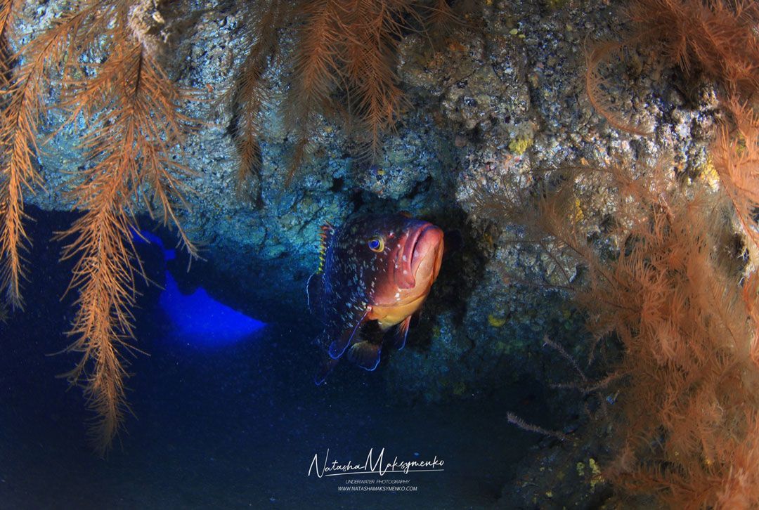 dive site cueva de las gambas lanzarote rubicon diving a mero 91fec245d9