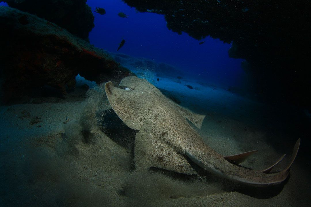 dive site las coloradas lanzarote rubicon diving a shark 175cf935fc