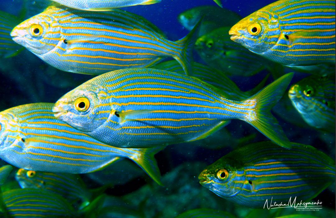 guided dive excursions at Lanzarote fishes