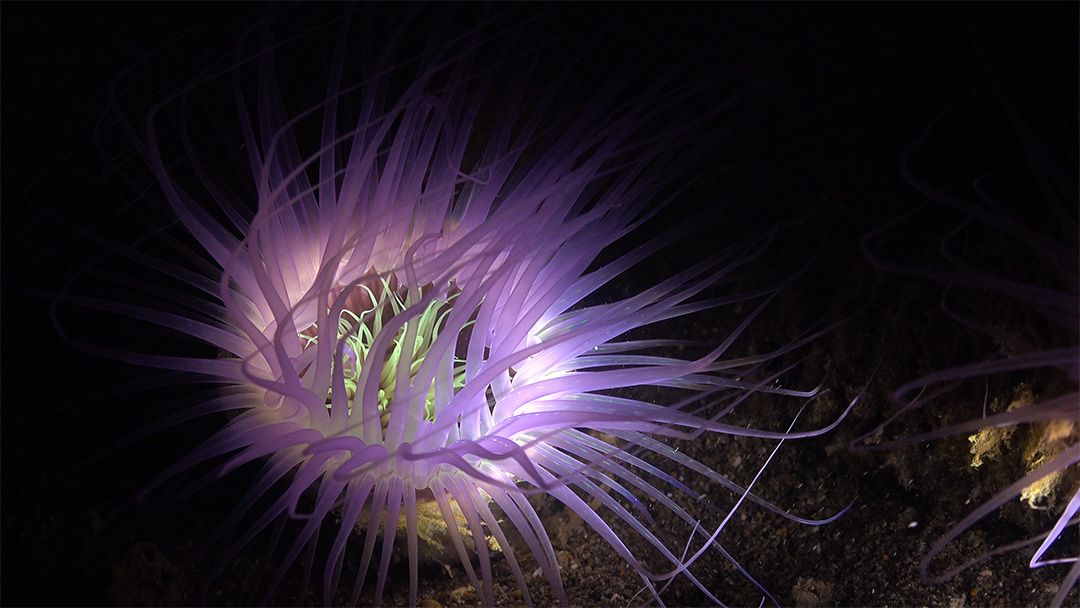 sea anemone at night dive in lanzarote