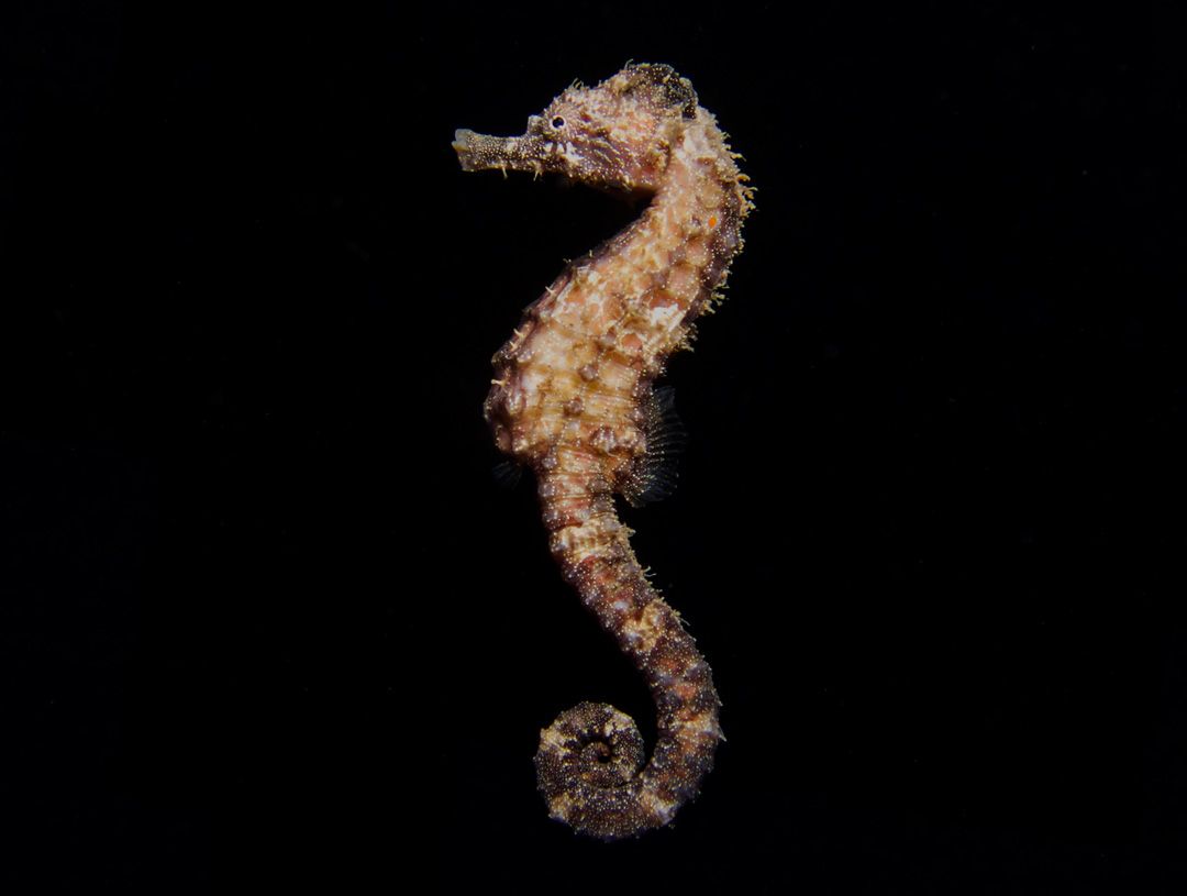 sea horse at night dive in lanzarote